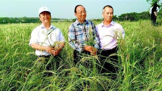 又一个袁隆平，他的一株“野草”将养活几亿国人？