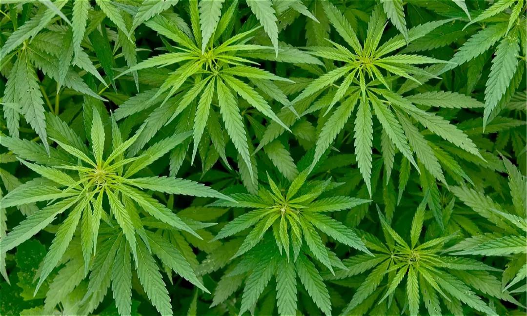 全球第一家大麻公司在纳斯达克上市，成立5年竟未盈利